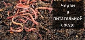 Донская лошадь: характеристика, фото, масти, отзывы