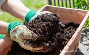 Рецепты варенья из хурмы