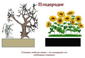 Сорта огурцов для закрытого грунта