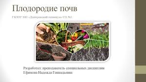 Яблоня рождественское: описание сорта, фото, отзывы