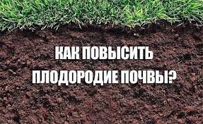 Роза многоцветковая вечноцветущая мини садовый аромат: выращивание