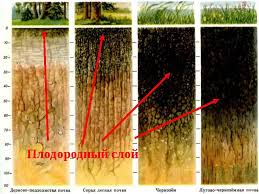 Томат сахарный бизон: характеристика и описание сорта