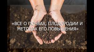 Позднеспелые сорта томатов с фото и описанием