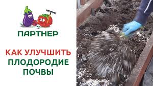 Боярышник мягковатый: описание, фото